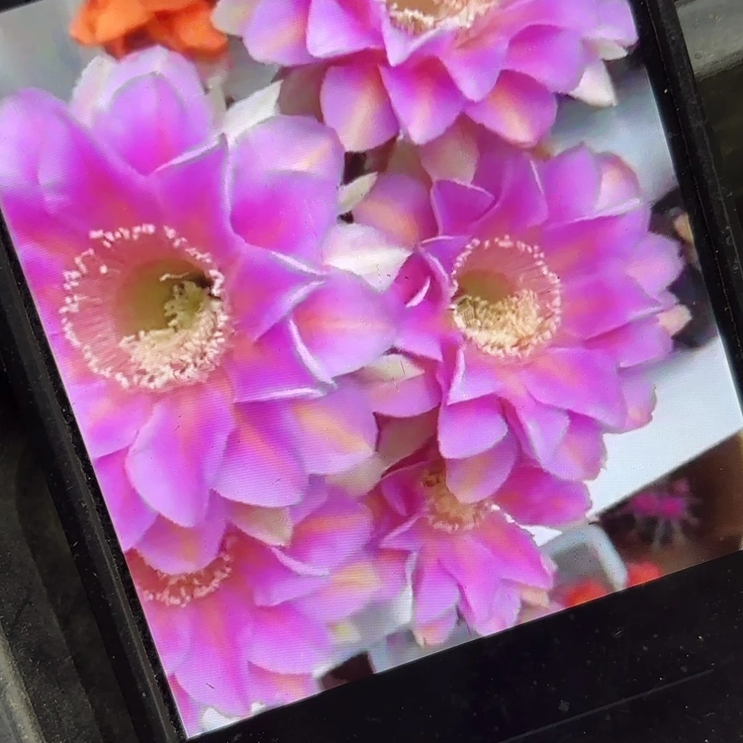 932彩侧牙20包邮仙人球29