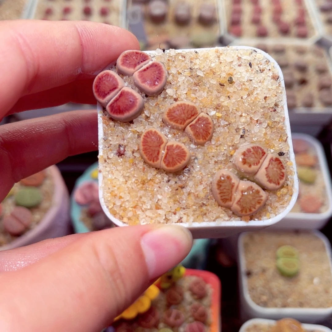 66号带盆包邮发货