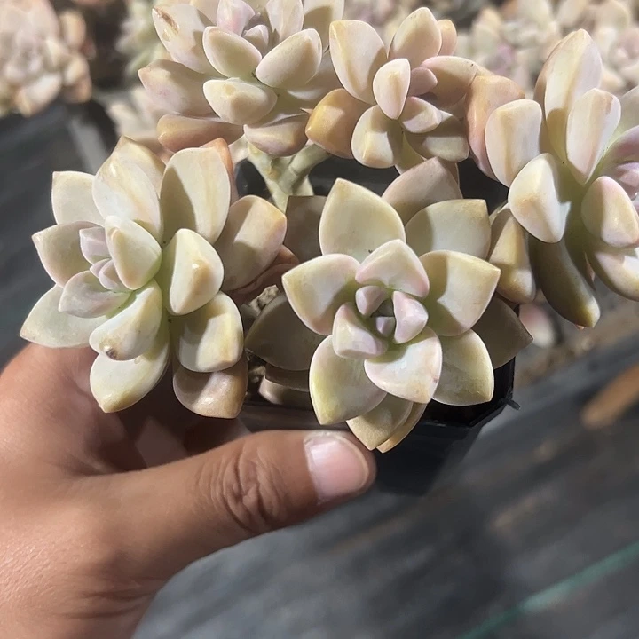 淡雪精品多肉植物大战