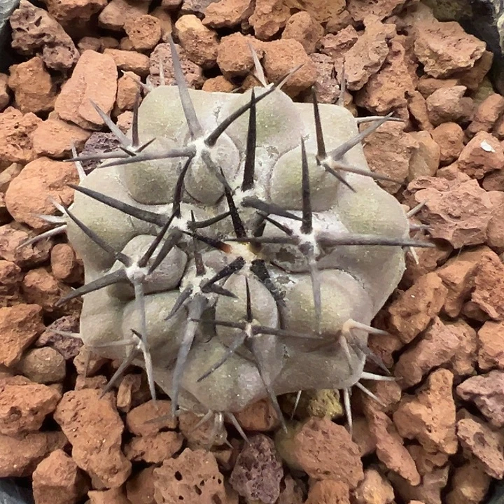 无花朵实生短粗刺欧系黑王