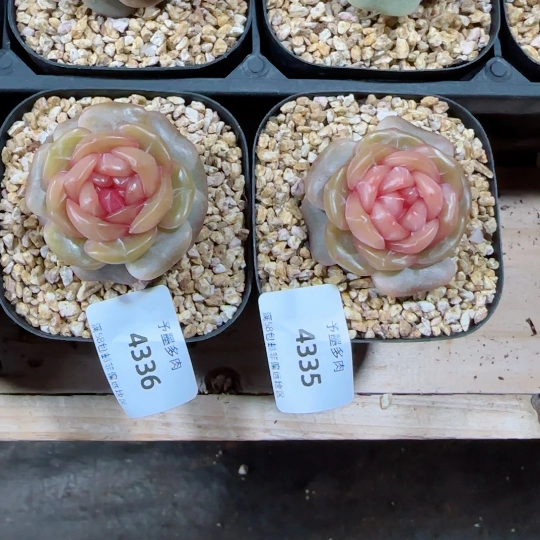 M****0糖璃，4336 4335多肉