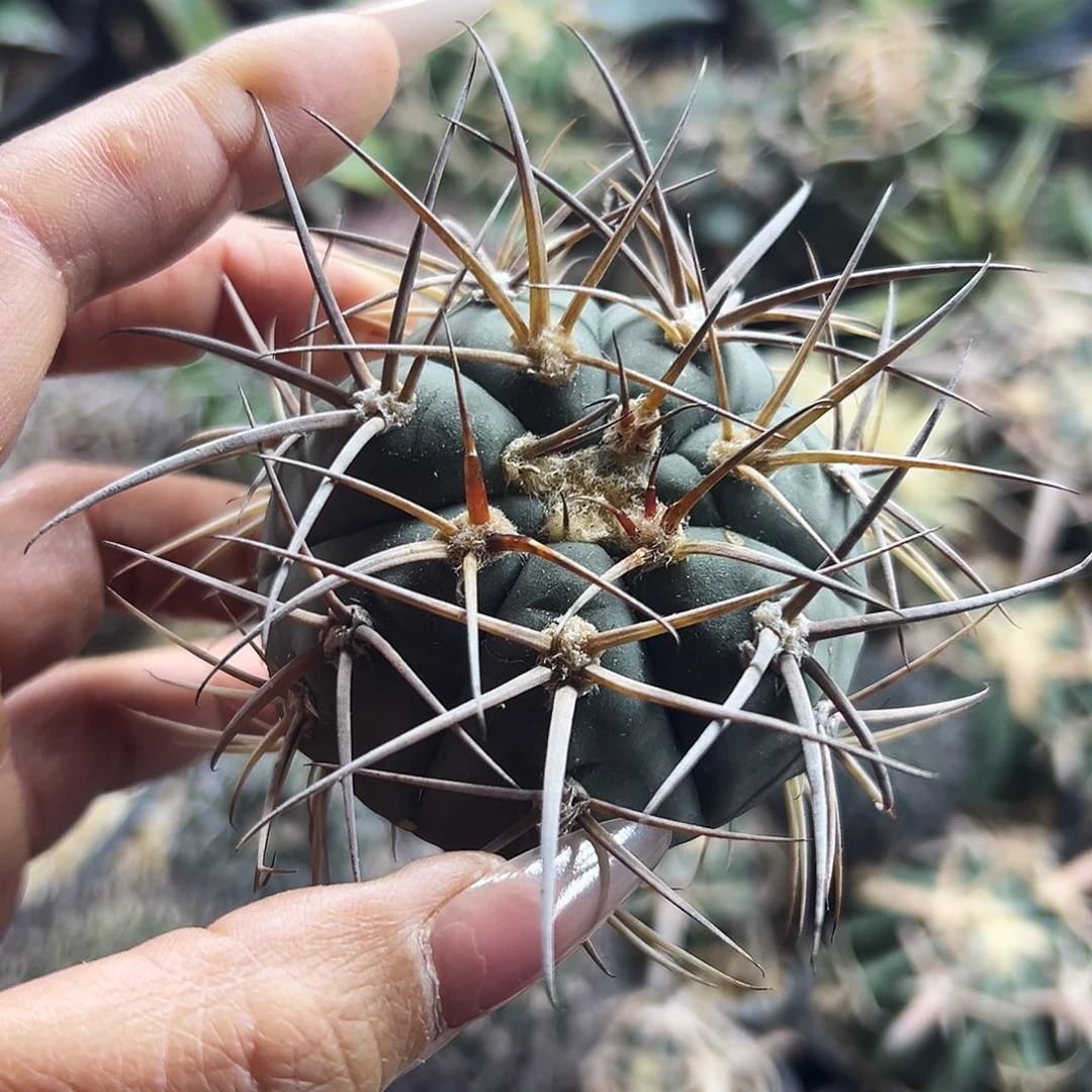 光临有根仙人球666666