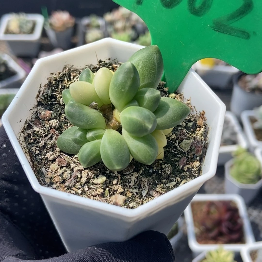 1002千代田锦多肉植物保护