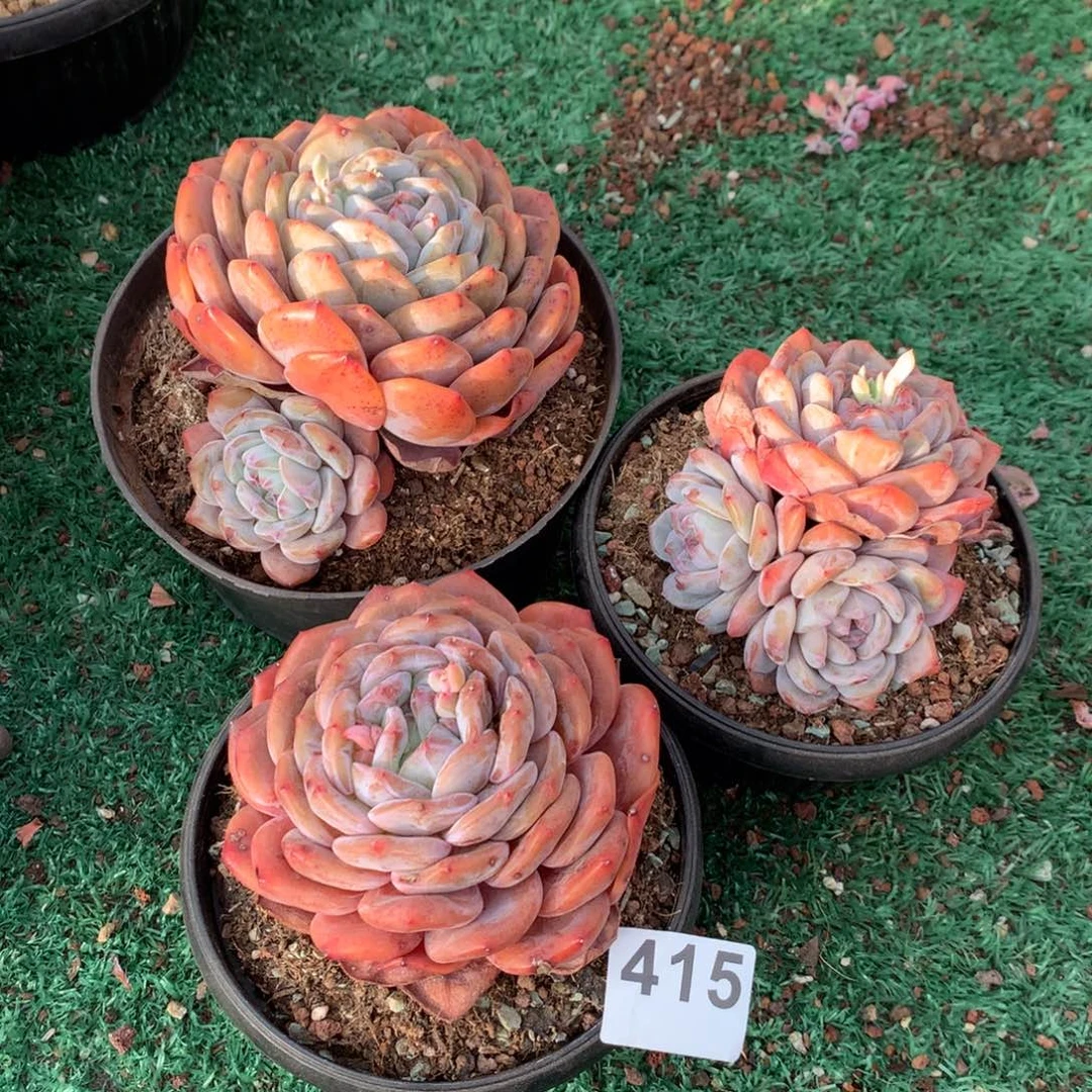 415橙子多肉植物组合