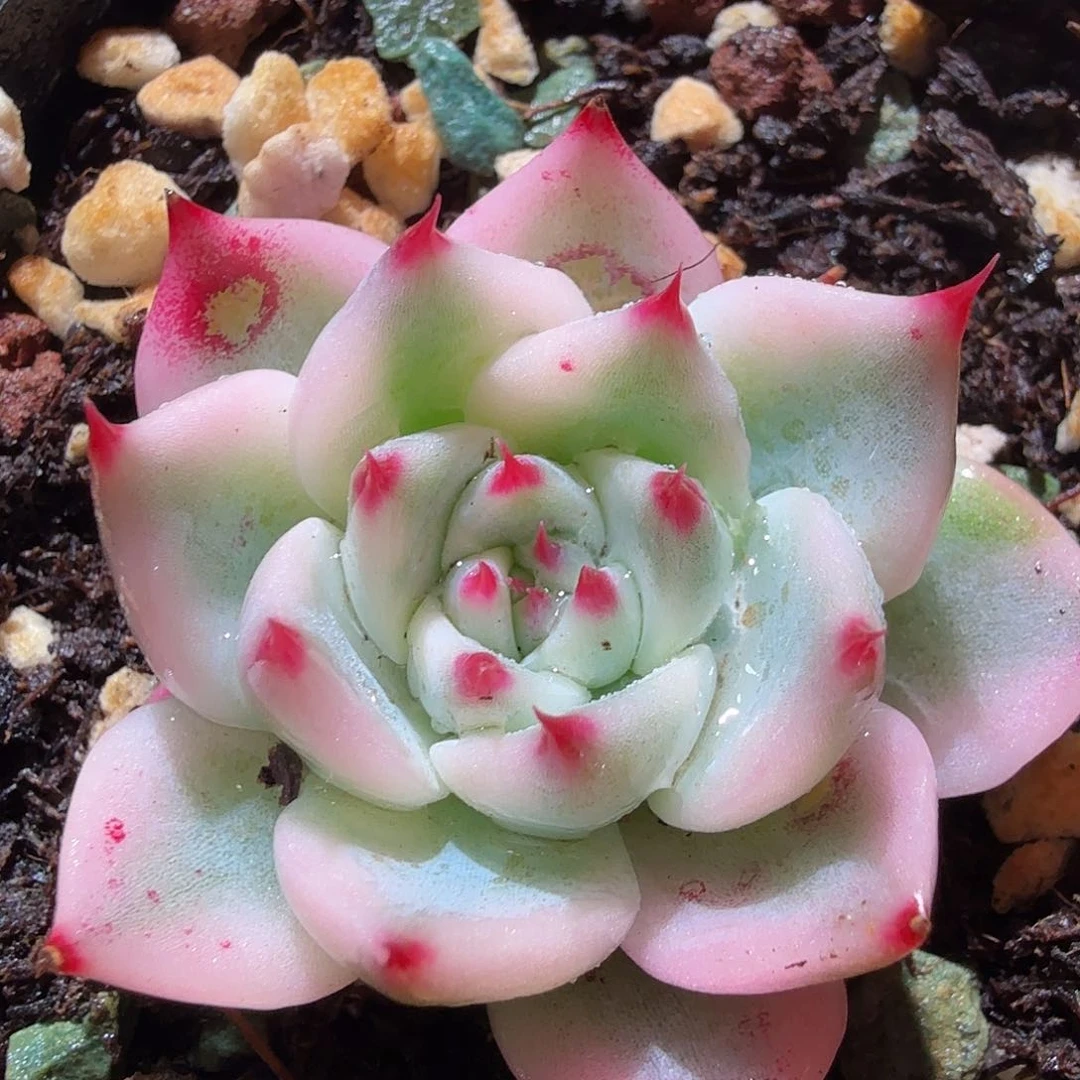 吉娃娃锦，多肉植物