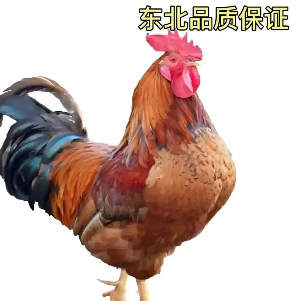 东北散养大公鸡 现宰现发 顺丰包邮