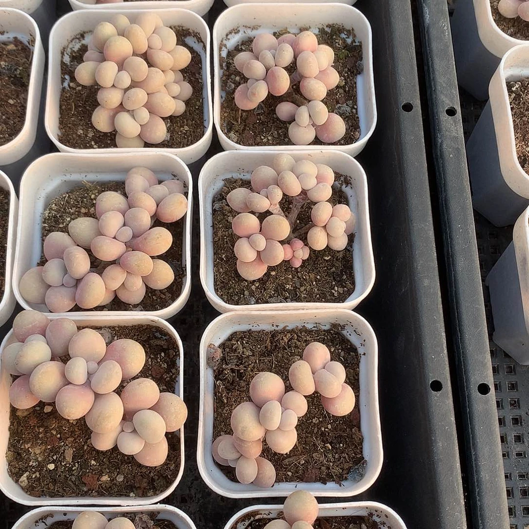 10颗桃蛋群生一物一拍