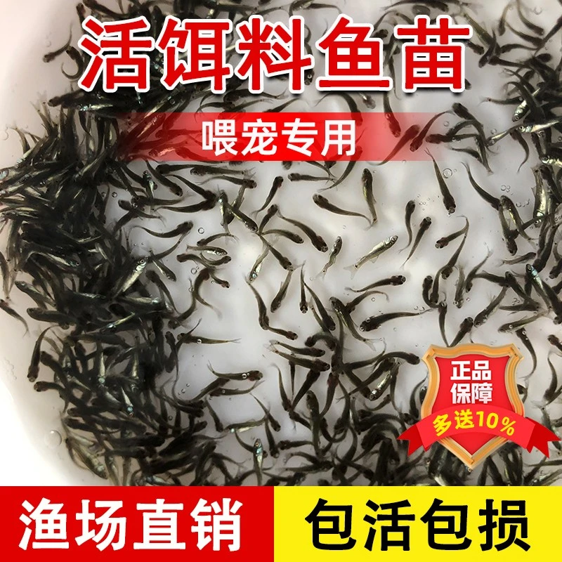 活饵料鱼苗喂鲈鱼鳜鱼乌龟食肉鱼种活体饲料小杂鱼淡水小鱼苗活食