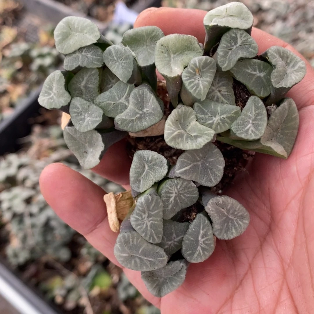 2920 一颗实生中空明湖万象 超级福利