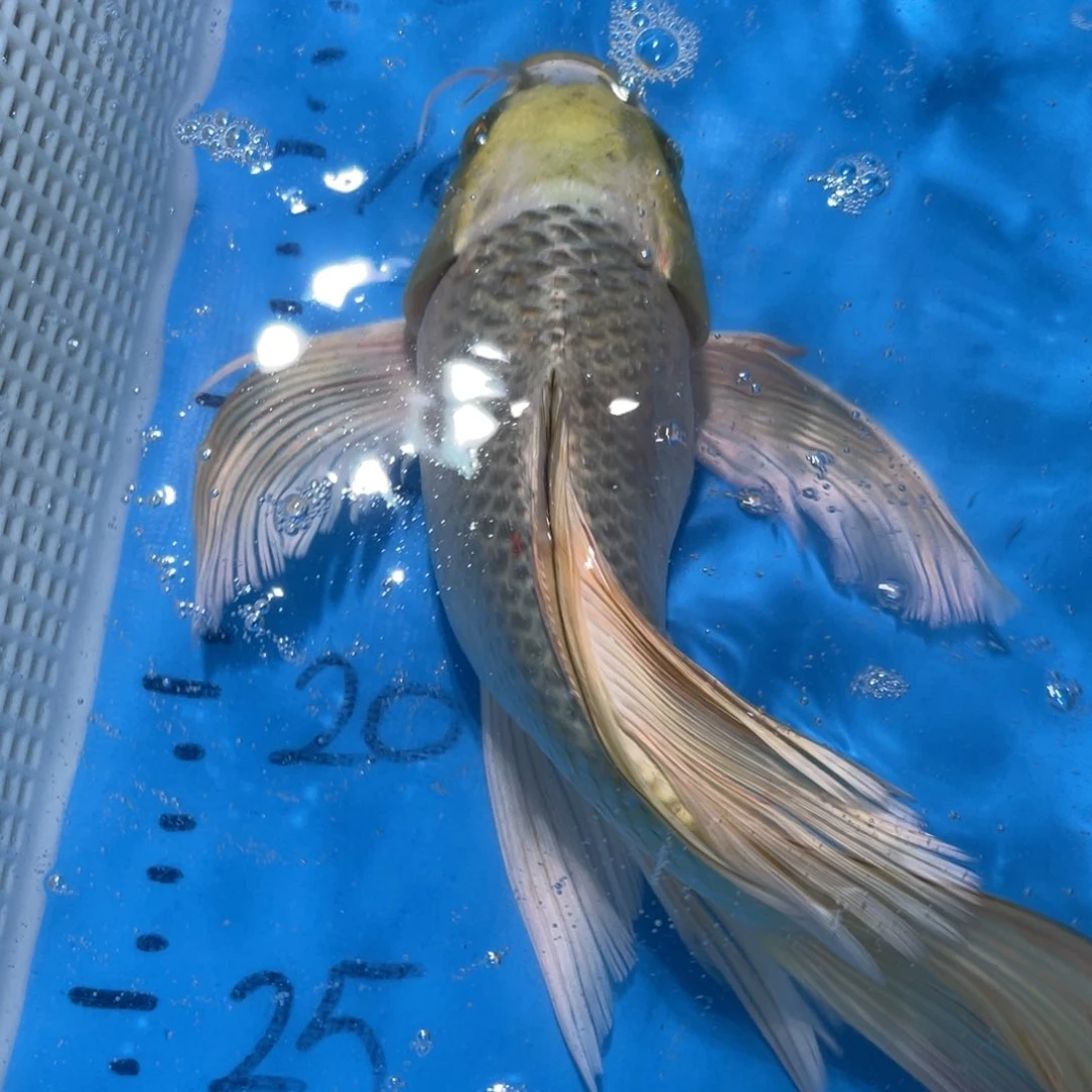 锦鲤锦鲤包邮包售后