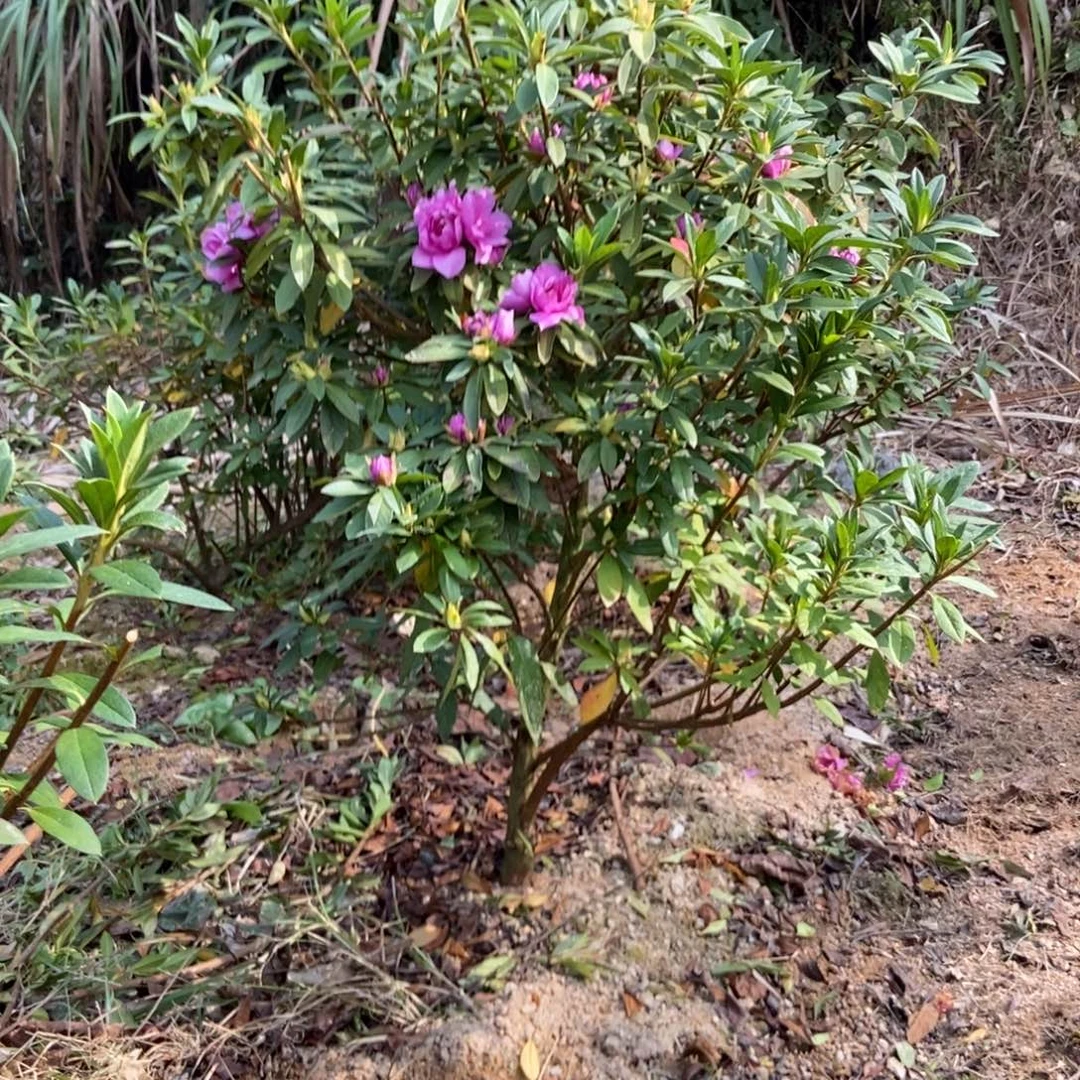 无花朵花苞杜鹃花千重大紫