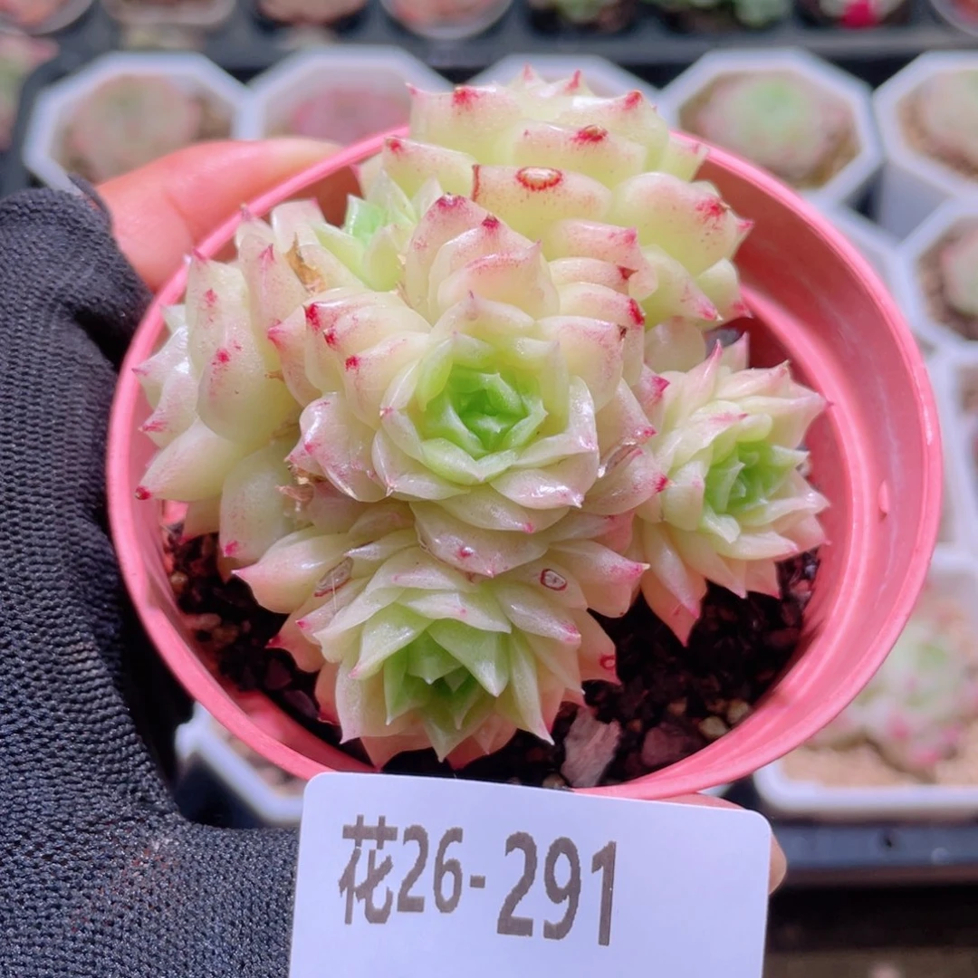 花利美26-291幻影