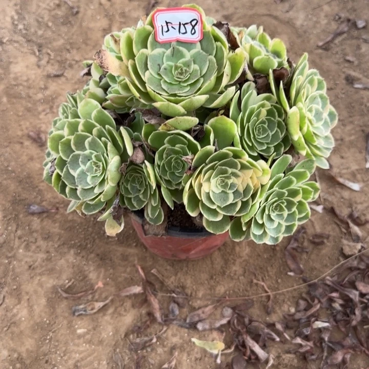 15-158粉花妖不包售后