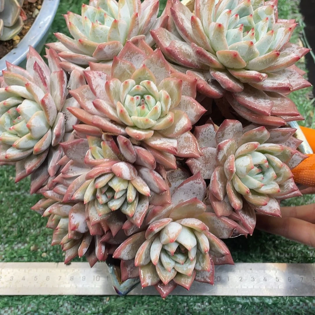 粉蓝鸟一物一拍28包邮非偏远