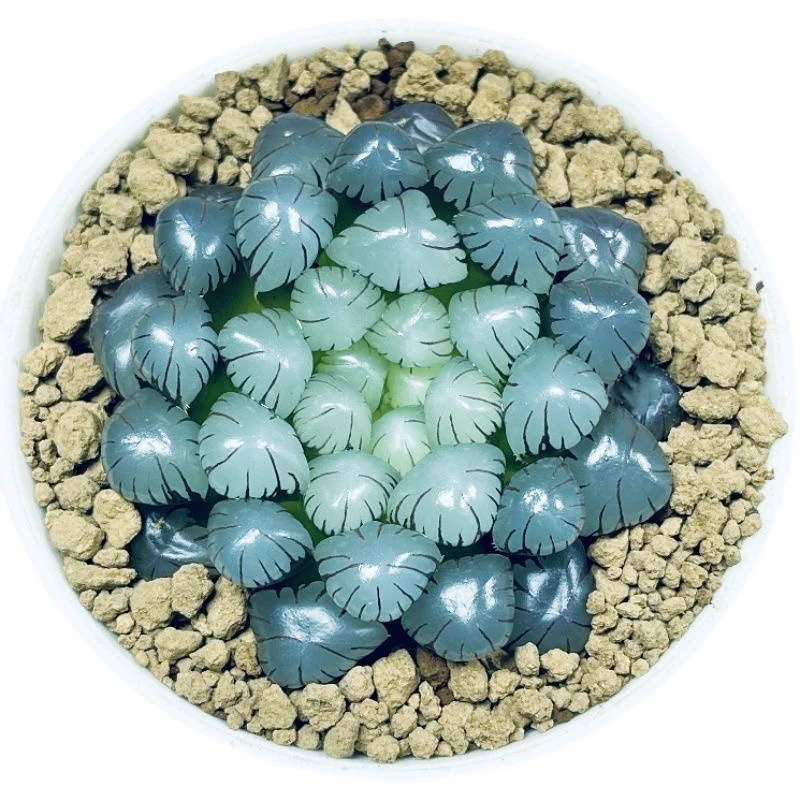 冰灯玉露多肉植物新手好养室内盆栽