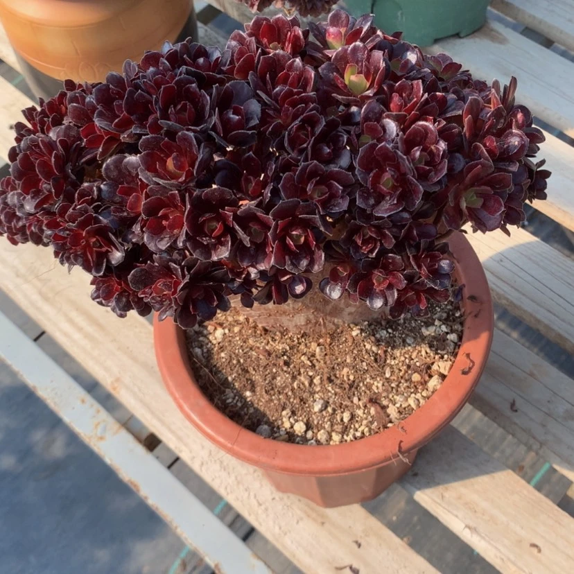 【闪购商品】M*'瑕疵300