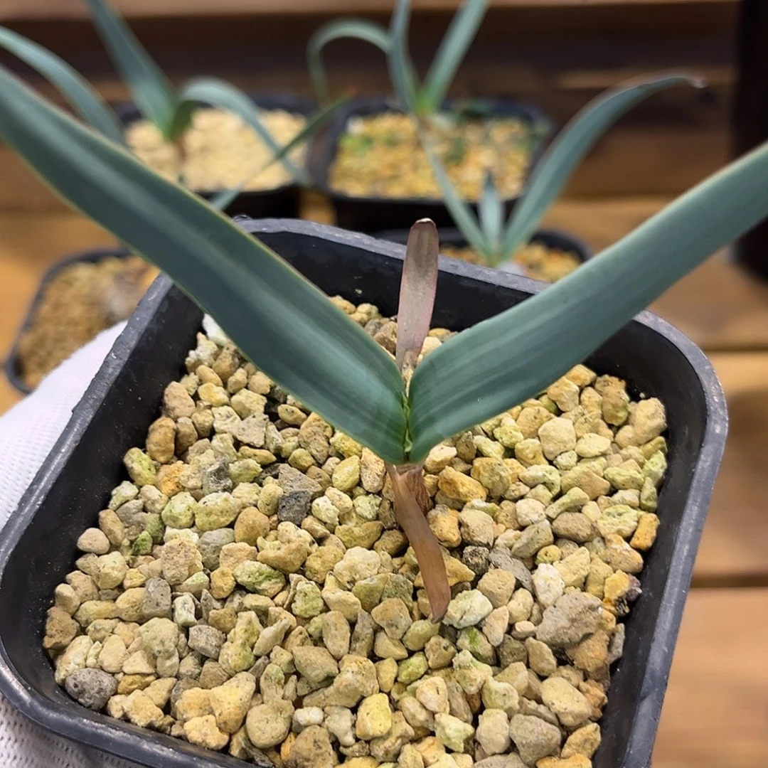 汤圆植物8百岁兰哈