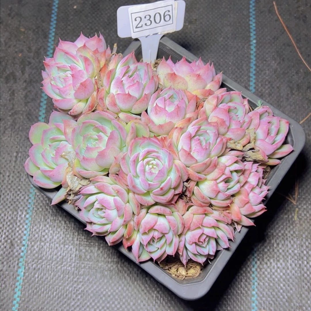 绿**风侧影2306多肉植物