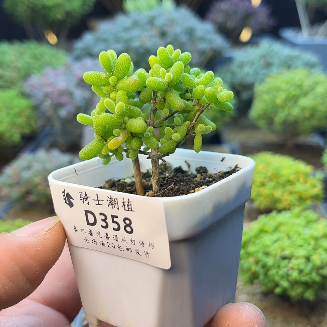 358金桔糖球枝干番杏