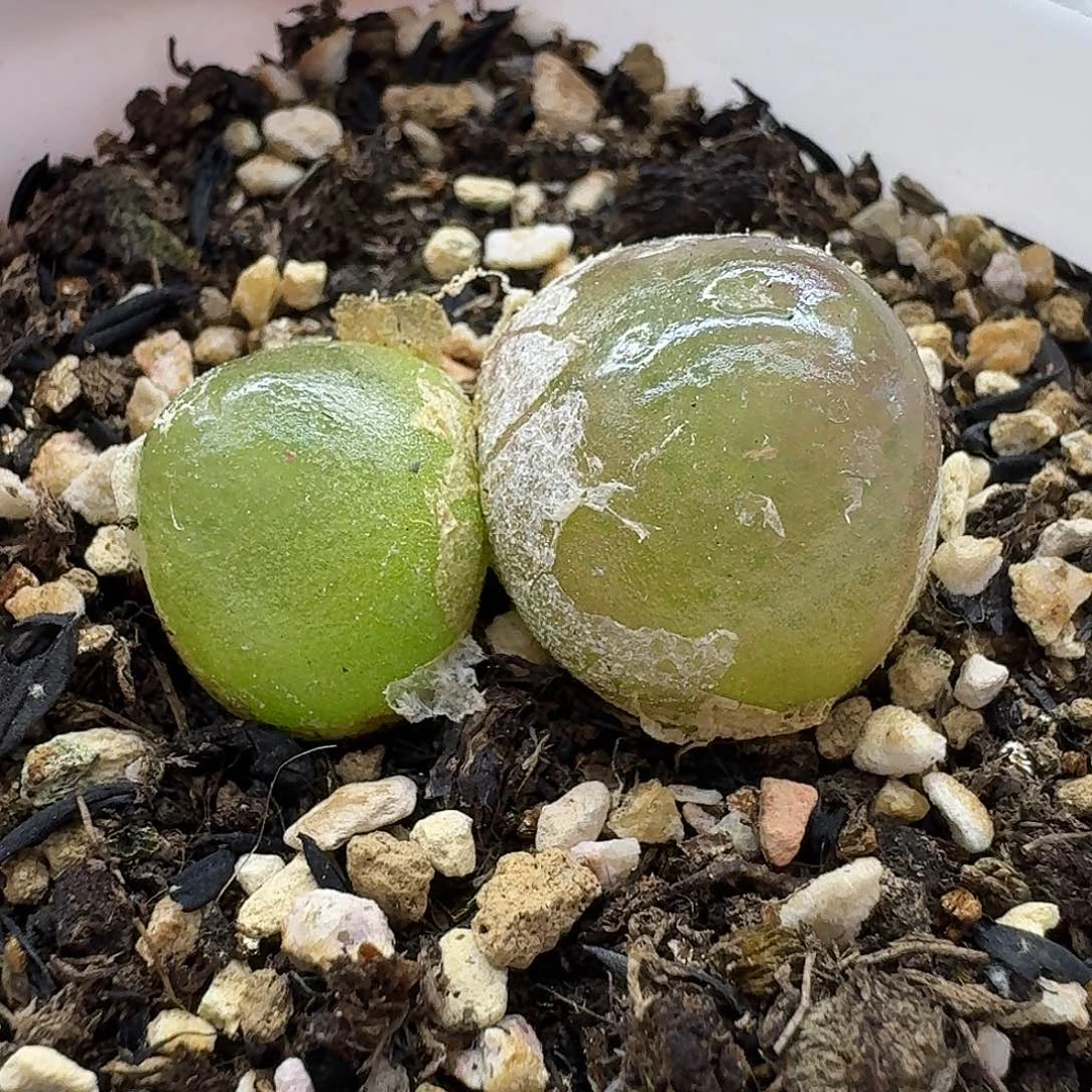 老马生石花双头灯泡2642