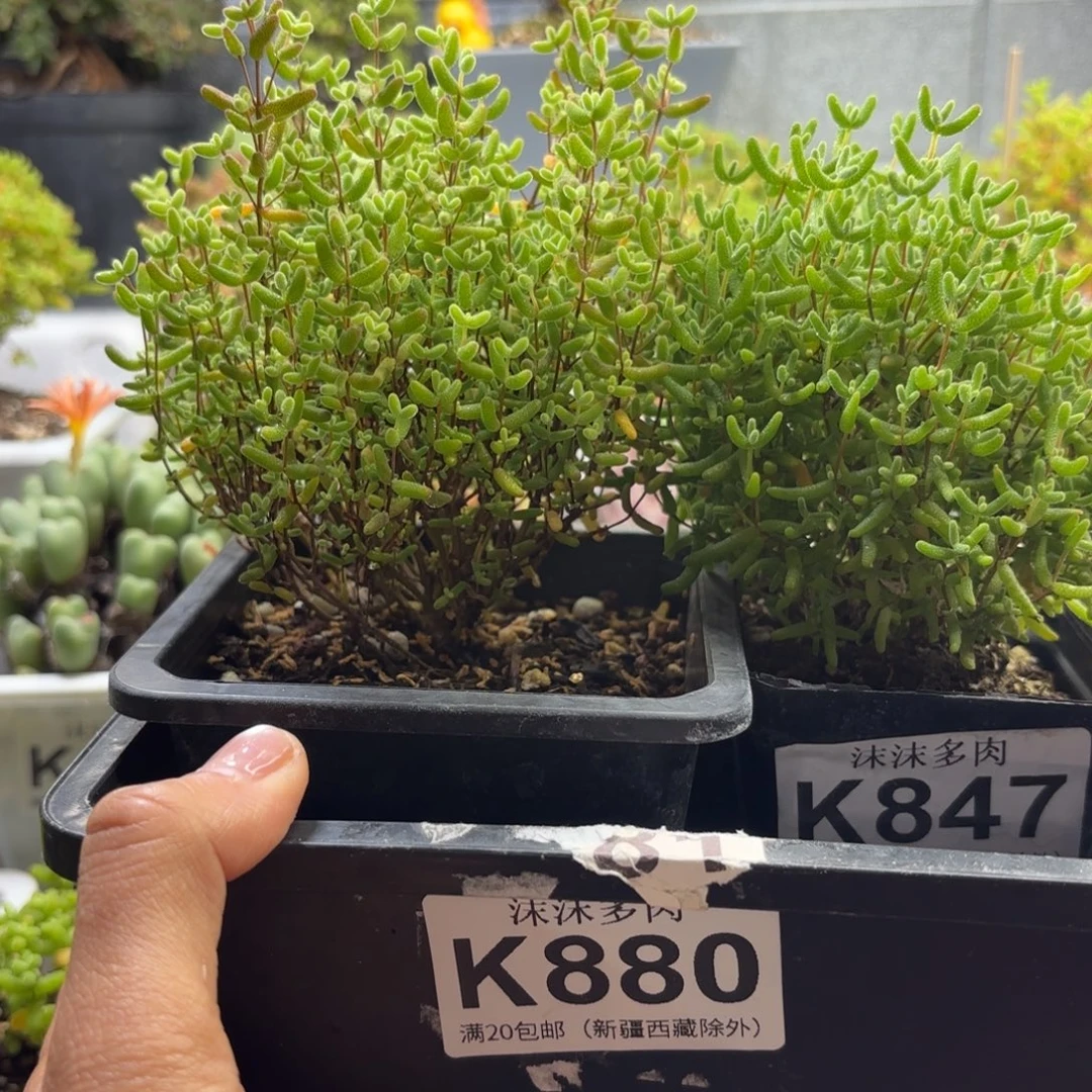 煲***）880蜜橘糖球组合福利