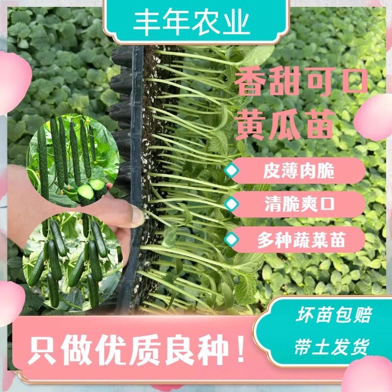 黄瓜苗水黄瓜苗青皮有无刺黄瓜苗耐高温蔬菜苗四季蔬菜苗阳台盆栽