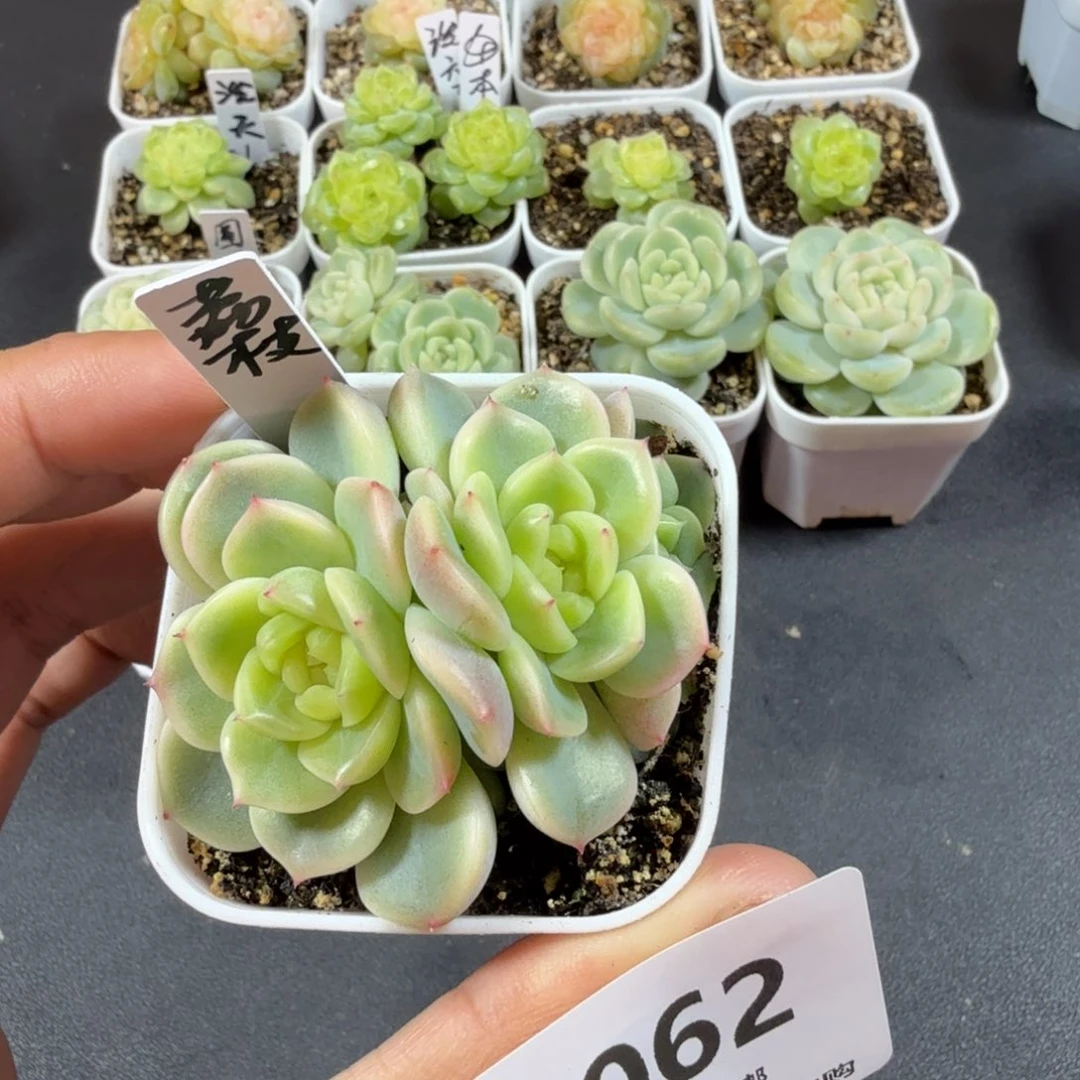 三头荔枝一物一拍062