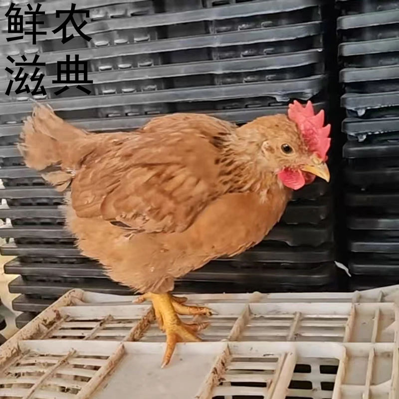 低温培育正宗农家散养长尾九斤红长尾红玉380宠物鸡包邮发货