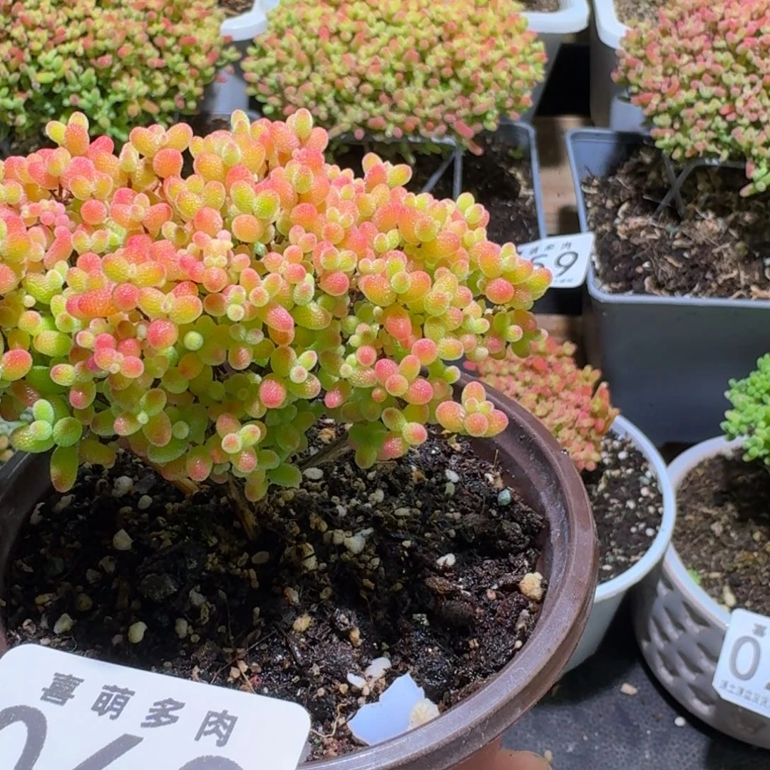 枝干番杏蜜橘糖球063