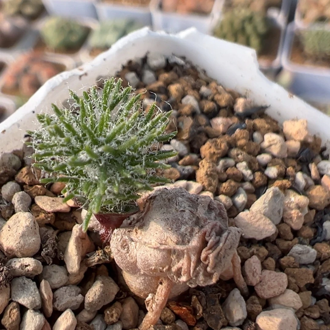 199多肉植物百科植物