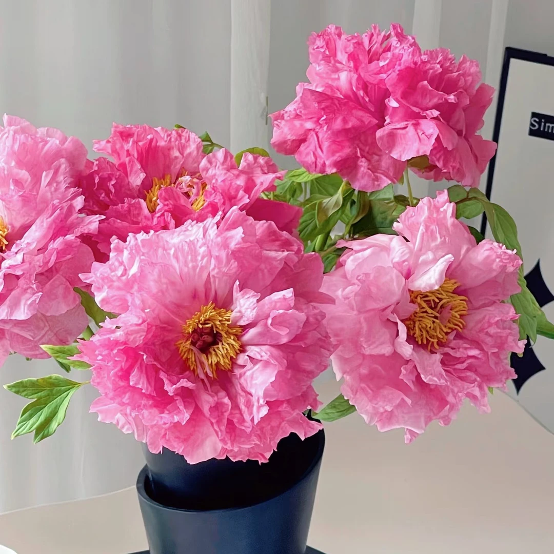 【现货.牡丹.旭港】山东菏泽重瓣反季节花苞鲜切花透明粉批发水培