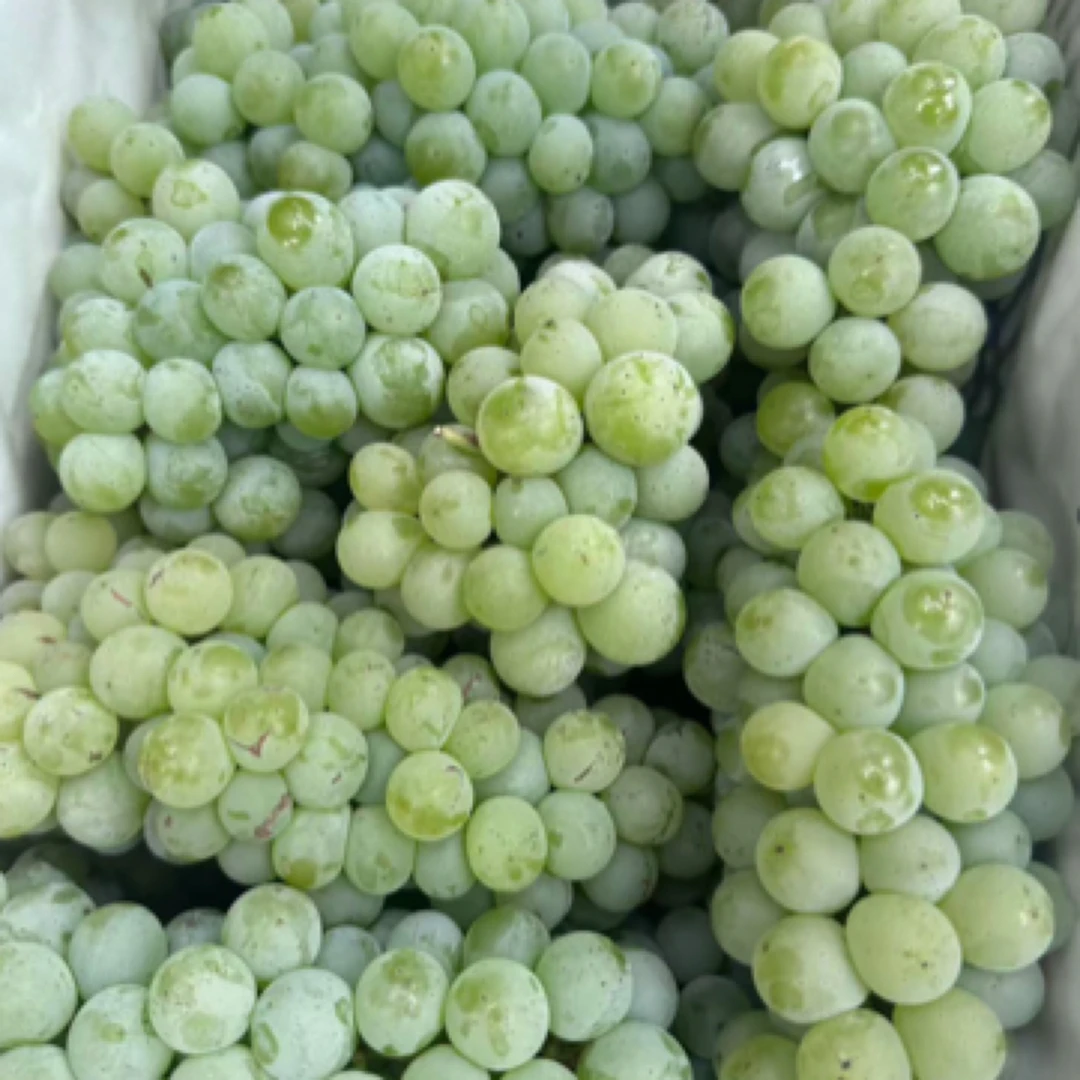 水晶葡萄2斤一份云南省