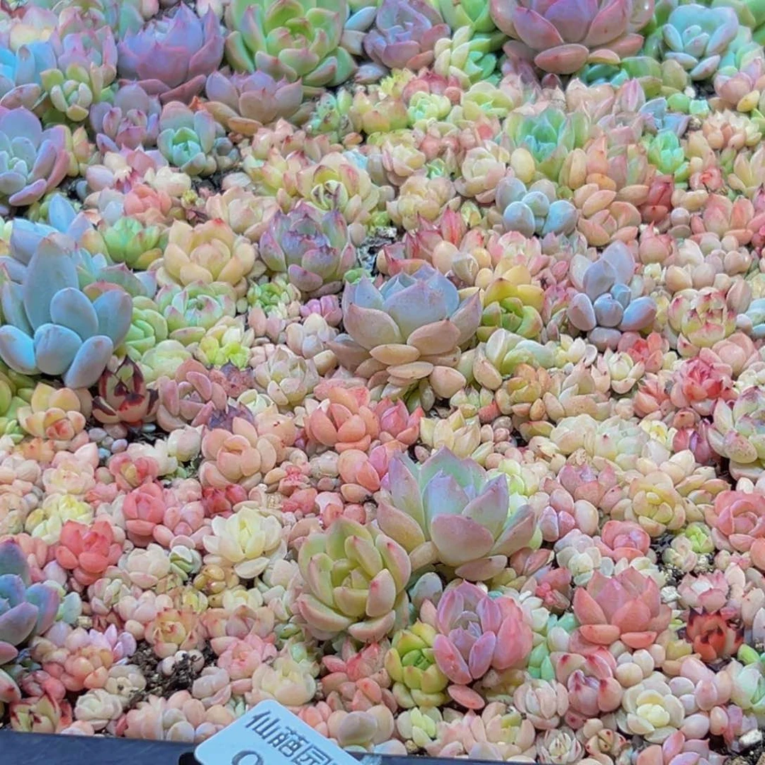 彩***南060多肉葡萄的价格是多少啊哈哈
