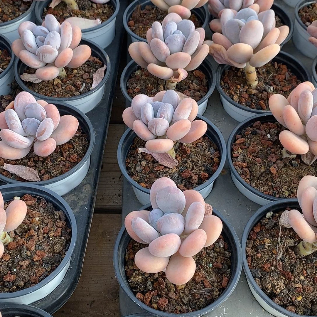 蛋黄奶，福利多多