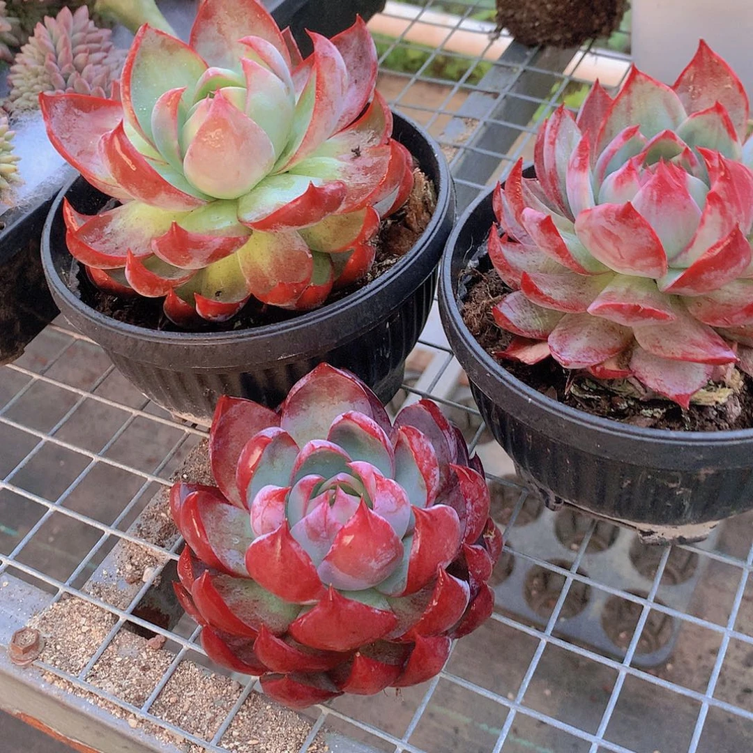 大惊鸿仙子46789900000