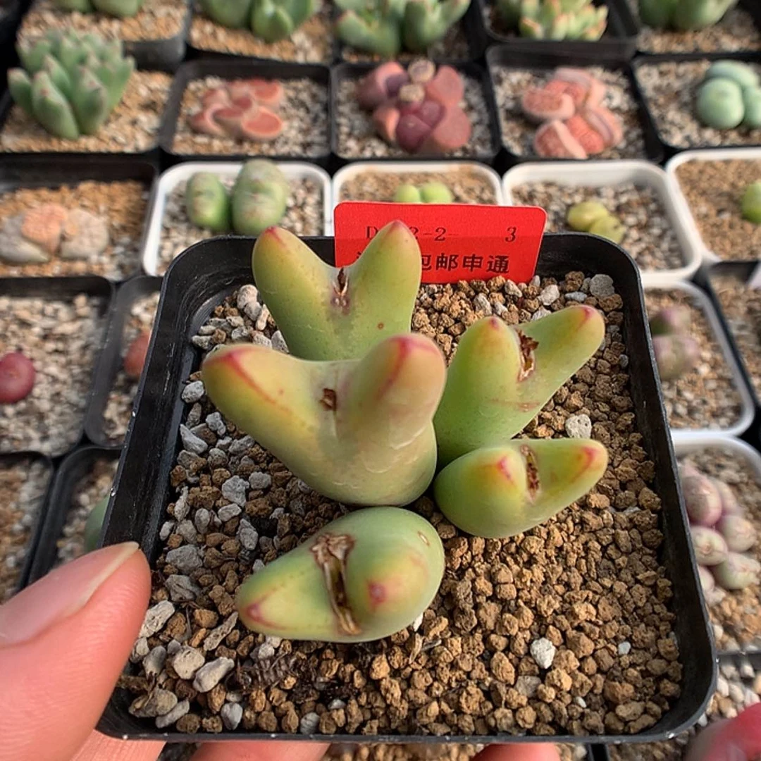 【闪购商品】2-2-3 少将一群 50佛度