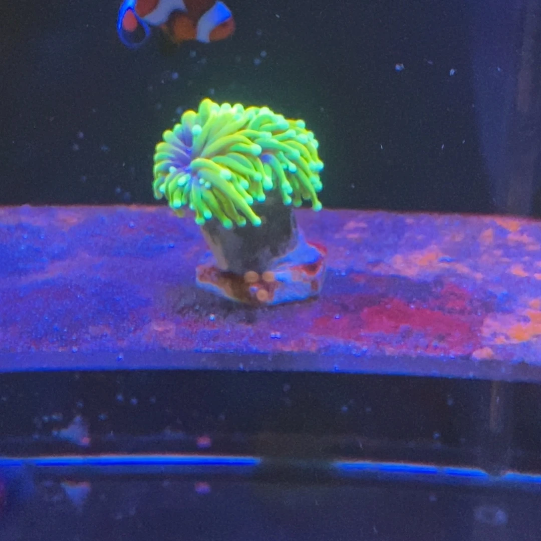 纽扣珊瑚一物一拍