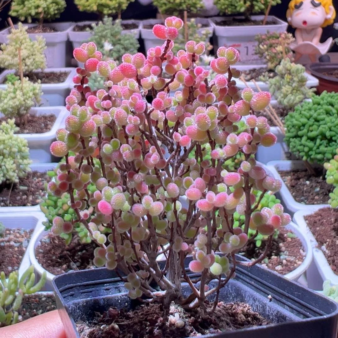 J301蜜橘带盆土发货一物一拍