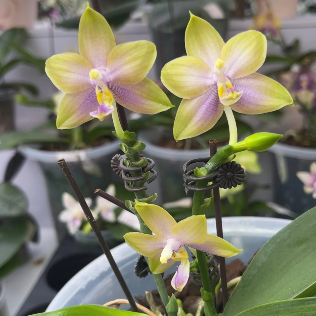 完全开放263 amm121