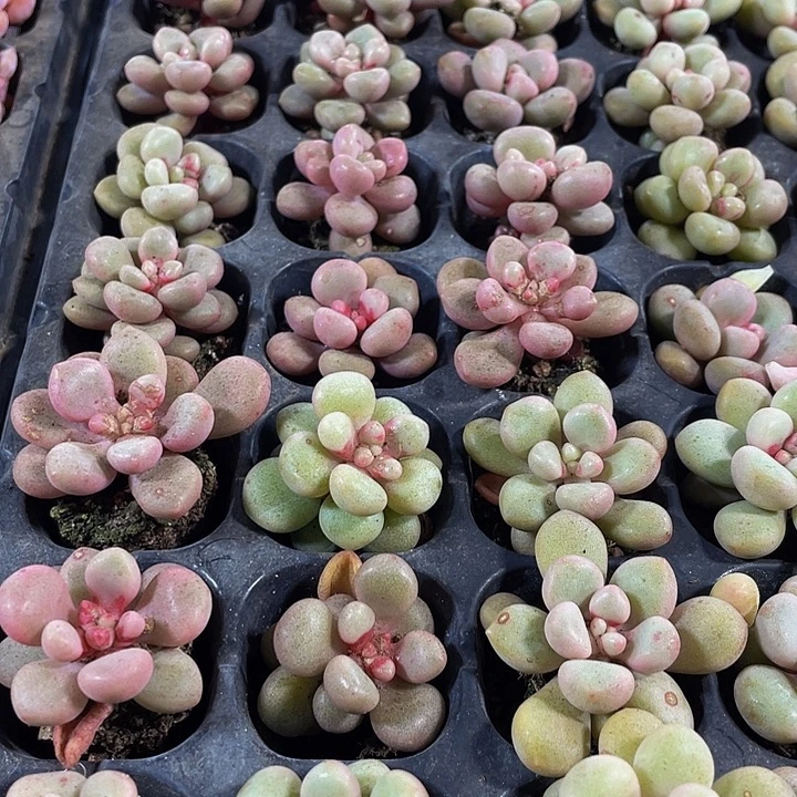 小先锋派1元带土发货