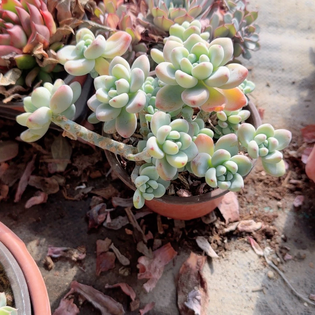 无花朵120劳尔群生