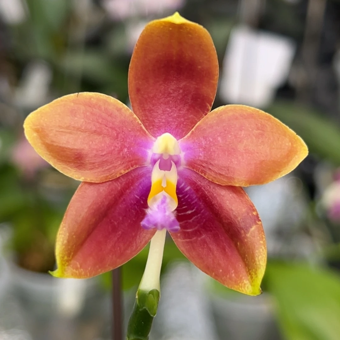 完全开放9115y s s1174