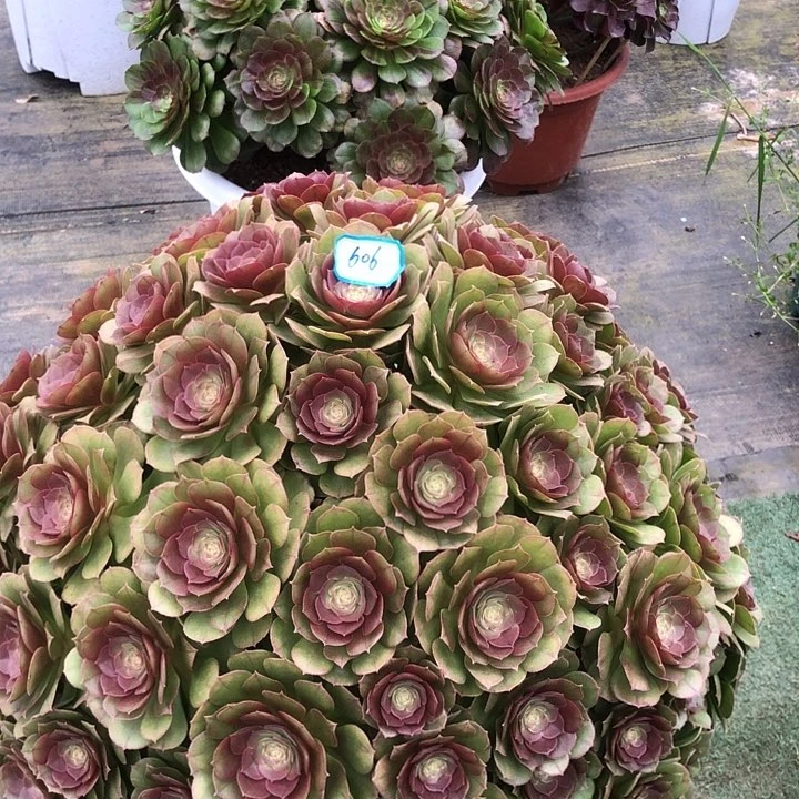 606万圣节多肉法师