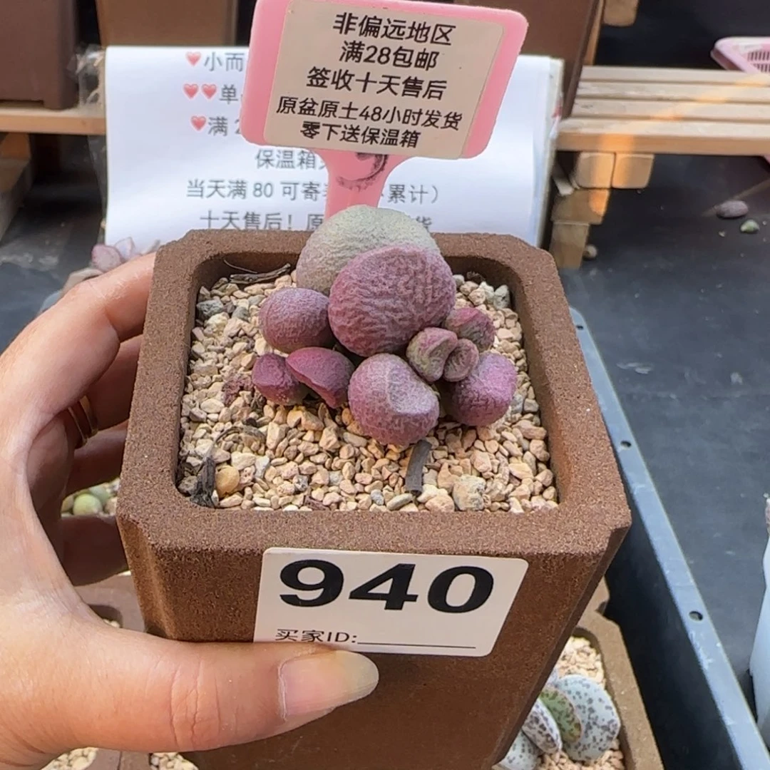 940红烧肉多肉植物