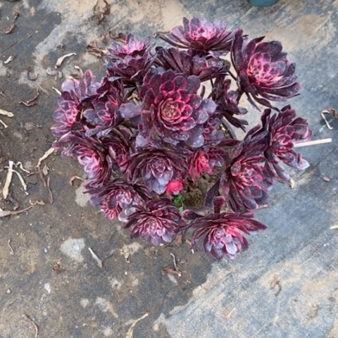 拥****?烟花20多肉植物法师