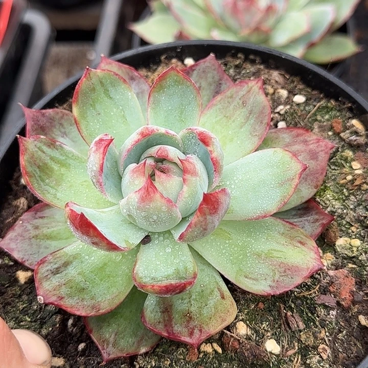 惊鸿一物一拍包装收缩花旱
