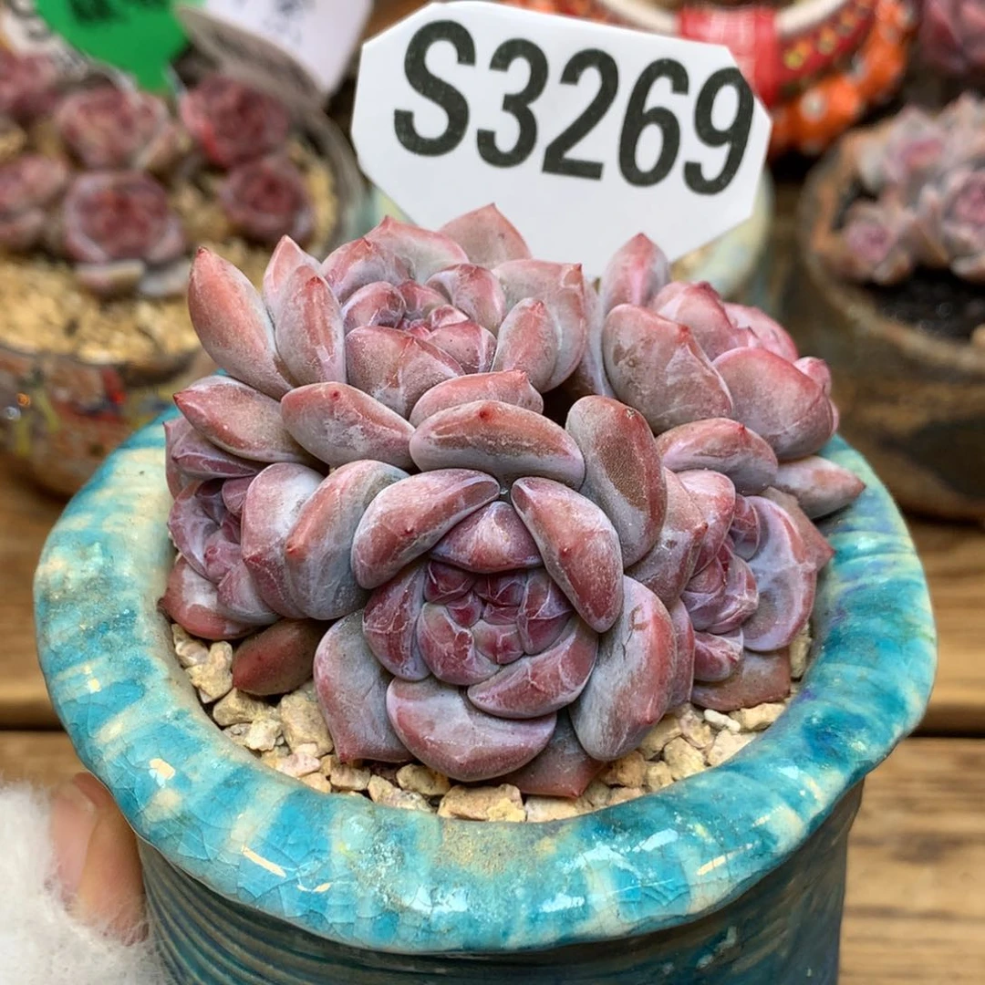 S3269 星影 玫瑰花脸 一头一桩 