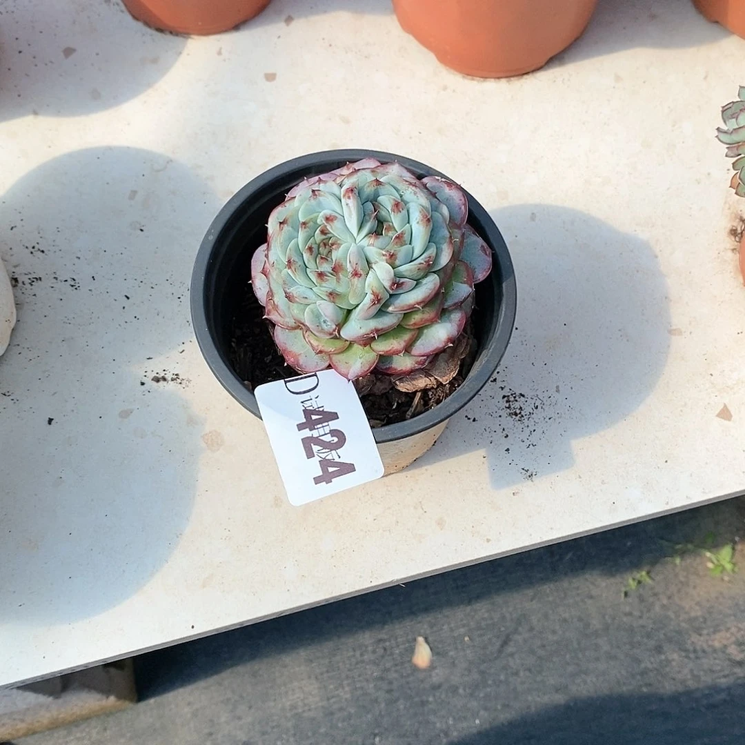 妮*424天鹅绒多肉植物