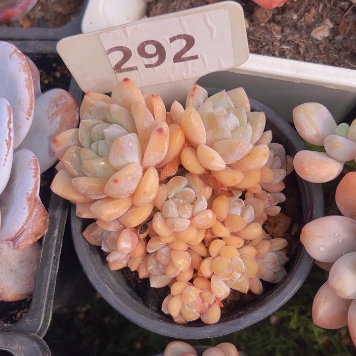 健健康康平平安安