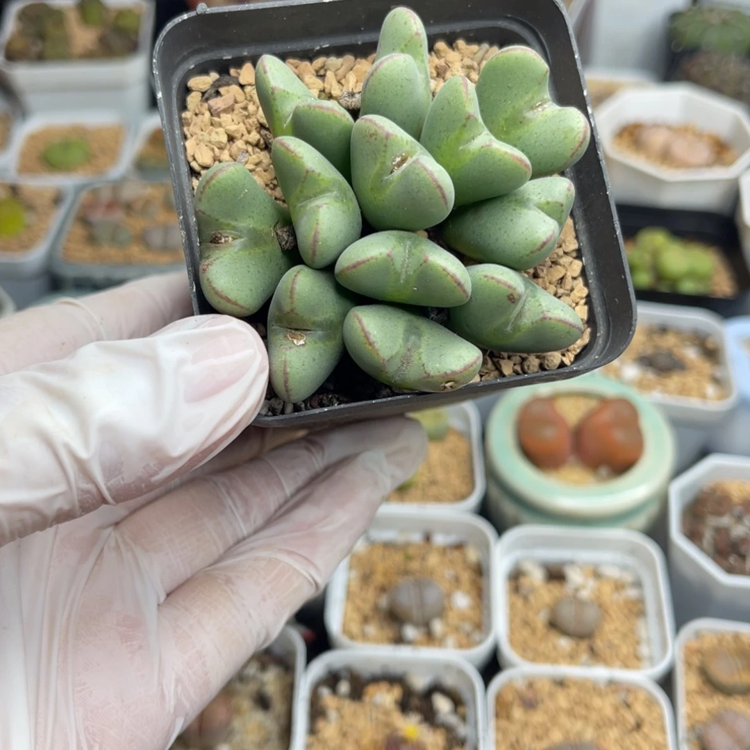 多肉植物一物一拍71